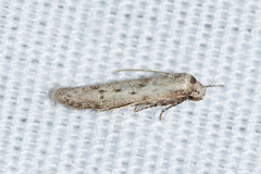 Hypatopa punctiferella