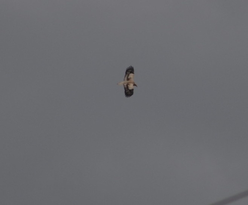 Western Egyptian Vulture