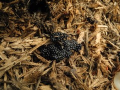 Rana dalmatina