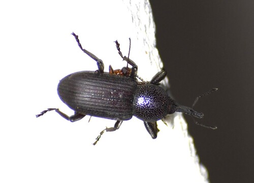Rhinostomus frontalis