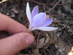 Crocus etruscus