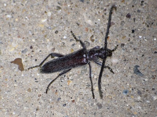 Aneflus obscurus