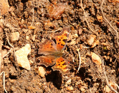 Polygonia faunus