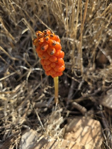 Arum cyrenaicum
