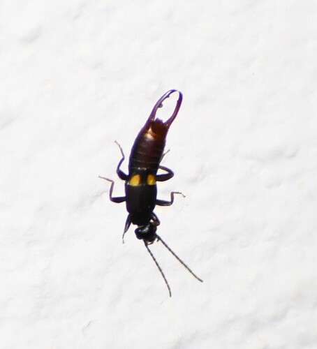 Toothed Earwig