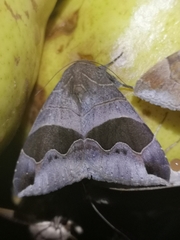 Bastilla solomonensis