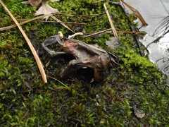Bufo bufo