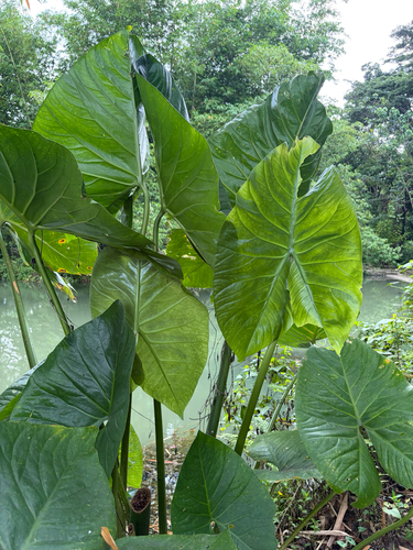 Cyrtosperma merkusii, photograph 2