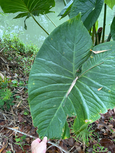 Cyrtosperma merkusii, photograph 1