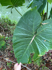 (c) 呂一起(Lyu yi-chi), some rights reserved (CC BY) Cyrtosperma merkusii, photograph (c) 呂一起(Lyu yi-chi), some rights reserved (CC BY)