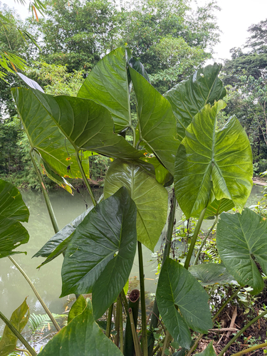 Cyrtosperma merkusii, photograph 4
