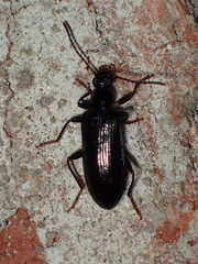 Statira basalis