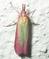 Oncocera semirubella