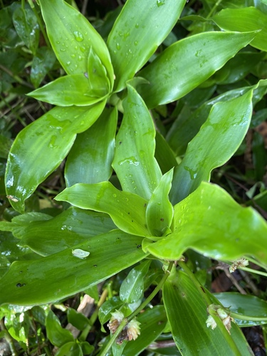 Callisia fragrans