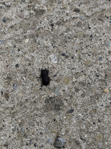 Lesser Stag Beetle