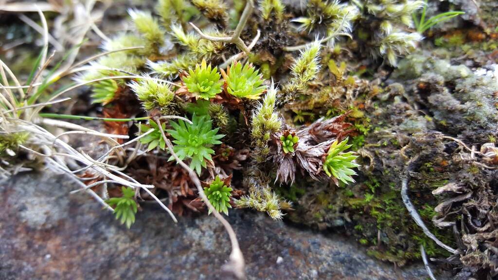 Saxifraga hypnoides; photograph (c) Barry Stewart, some rights reserved (CC BY)