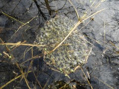 Rana dalmatina
