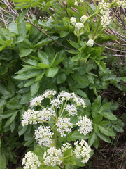 Lecokia cretica