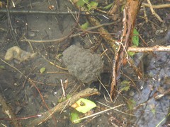 Rana dalmatina
