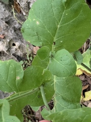 Nicotiana repanda