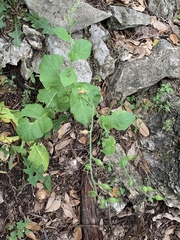 Nicotiana repanda