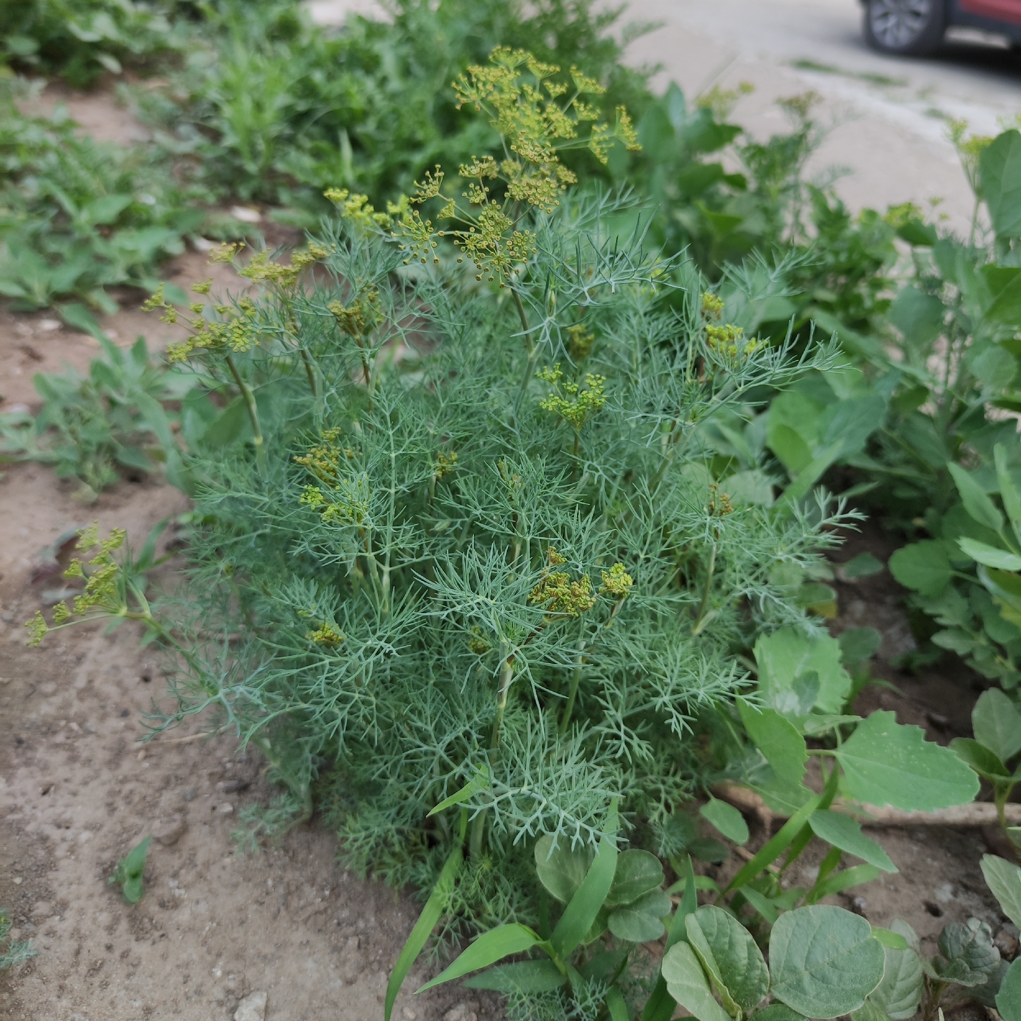 Beispielbild: Dill (Anethum graveolens)