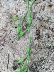 Nicotiana repanda