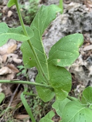 Nicotiana repanda