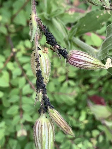 Black bean aphid