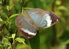 Kallima horsfieldii