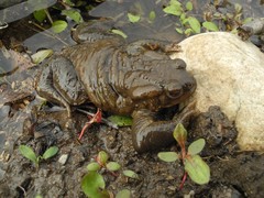 Bufo bufo