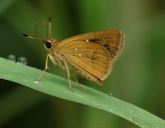 Arnetta vindhiana