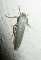 Sozusa scutellata