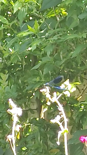 Banded Demoiselle