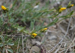 Linum pallasianum