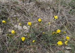 Linum pallasianum
