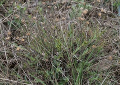 Linum pallasianum