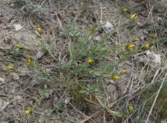 Linum pallasianum