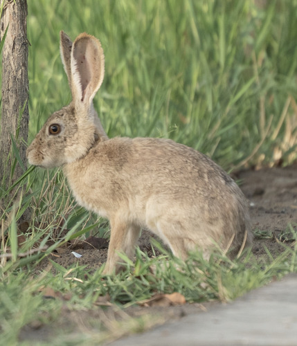 Tolai Hare