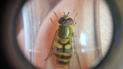 Syrphus