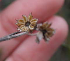 Linum pallasianum