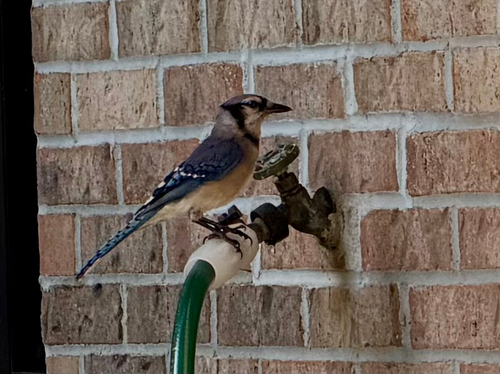 Blue Jay