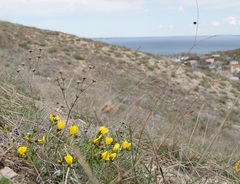 Linum pallasianum