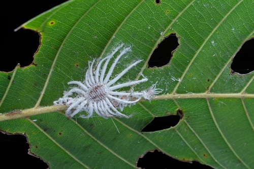 Jacobson's Giant Scale Insect