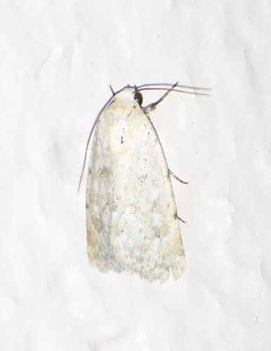 Leucocnemis perfundis