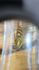 Syrphus