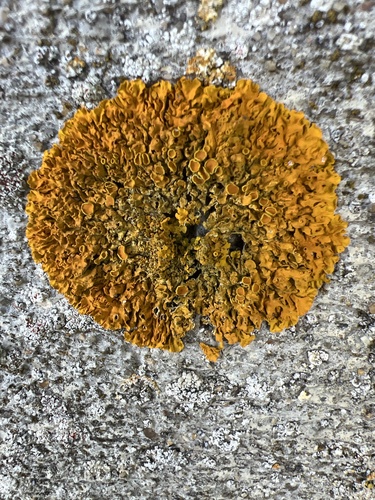 Xanthoria calcicola