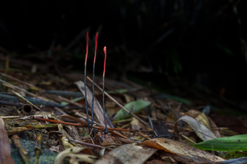 Ophiocordyceps nutans