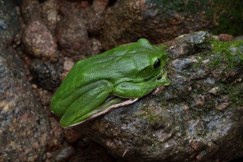Chinese Flying Frog