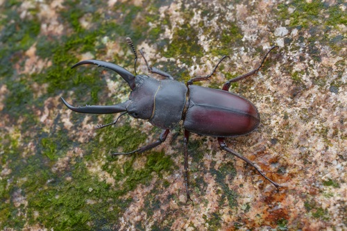 Epidorcus gracilis